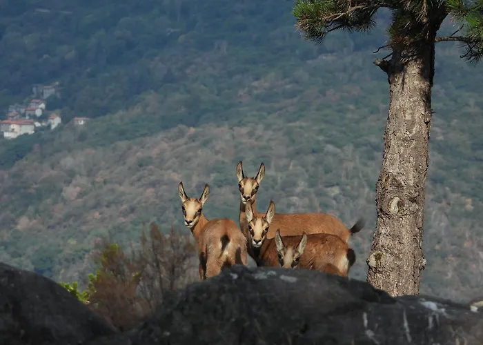 Villa Sunrise - Luxury With Pool & Large Private Garden, Few Steps From The Beach, Ideal For Families And People With Mobility Issues